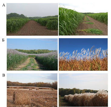 Рисунок. Плантации мискантуса (М. sacchariflorus) сорта Сорановский при прохождении различных фенофаз в течение вегетационного периода и технологическая операция (уборка) в конце вегетации (Новосибирская обл., Россия). А – кущение и выход в трубку; Б – цветение и старение; В – уборка надземной биомассы.
